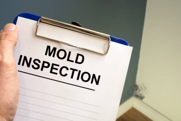 Why You Should Choose Our Mold Remediation Services in Sun Valley, PA